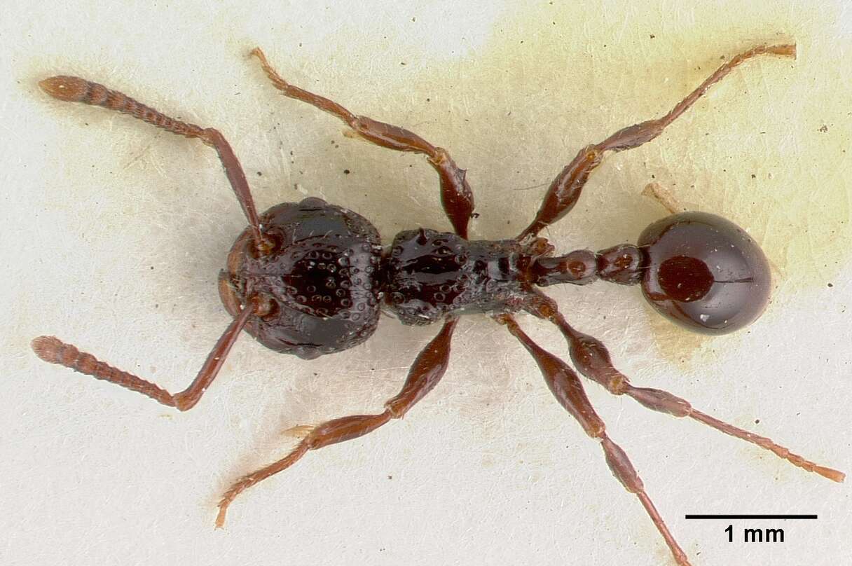 Image of Pristomyrmex nitidissimus Donisthorpe 1949