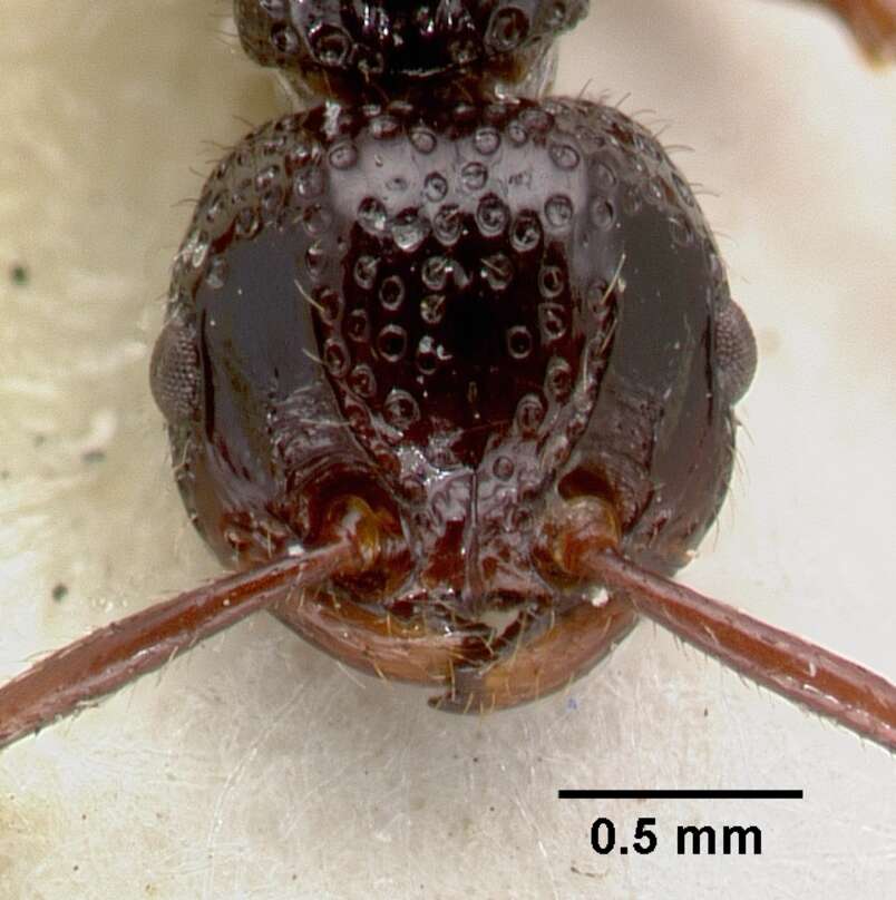 Image of Pristomyrmex nitidissimus Donisthorpe 1949