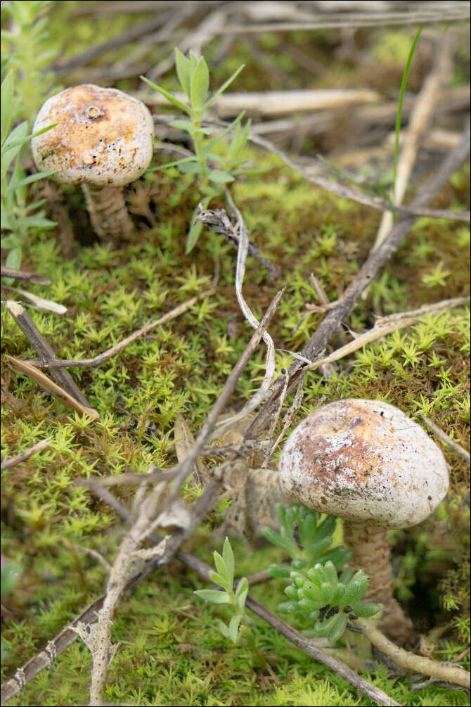 Imagem de Tulostoma brumale Pers. 1794