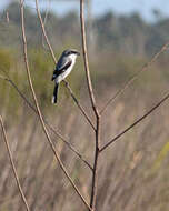 Image of Loggerhead Shrike