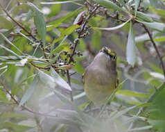 Image of White-eyed Vireo