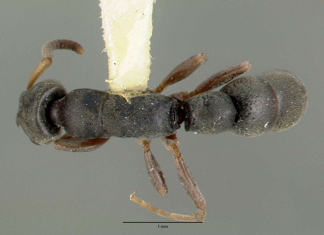 Image of Platythyrea zodion Brown 1975