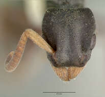 Image of Platythyrea zodion Brown 1975