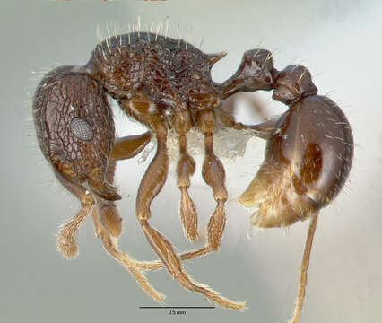 Image of Tetramorium confusum Bolton 1977