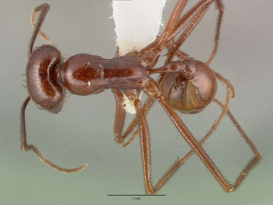 Image of Ocymyrmex ankhu Bolton 1981