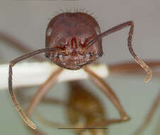 Image of Ocymyrmex ankhu Bolton 1981