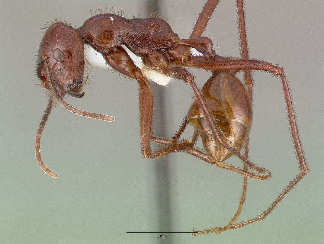 Image of Ocymyrmex ankhu Bolton 1981