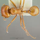 Image of Pogonomyrmex bigbendensis Francke & Merickel 1982