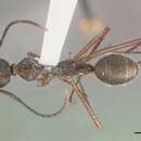 Image of Dolichoderus longicollis MacKay 1993