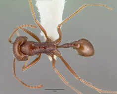 Image of Ocymyrmex dekerus Bolton & Marsh 1989