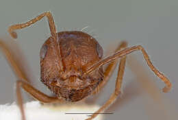 Image of Ocymyrmex dekerus Bolton & Marsh 1989