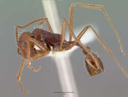 Image of Ocymyrmex dekerus Bolton & Marsh 1989