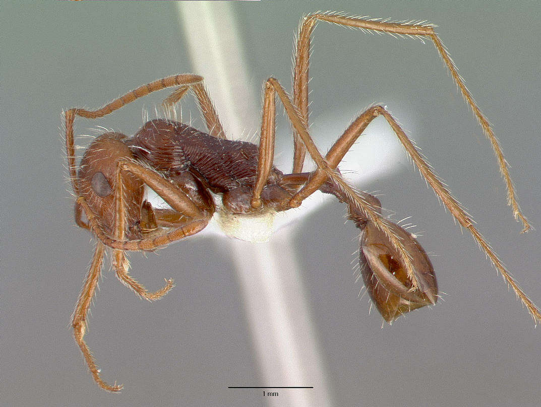 Image of Ocymyrmex dekerus Bolton & Marsh 1989