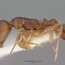 Image of <i>Temnothorax oxynodis</i> (Mackay)