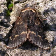 Image de Poecilocampa