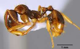 Image of Aphaenogaster kurdica Ruzsky 1905