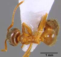 Image of Lasius emarginatus (Olivier 1792)