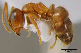 Image of Lasius emarginatus (Olivier 1792)