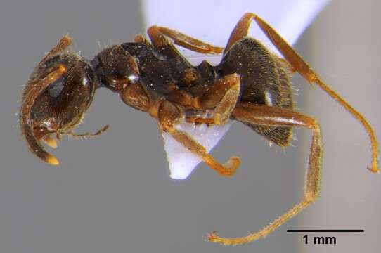 Image de Lasius