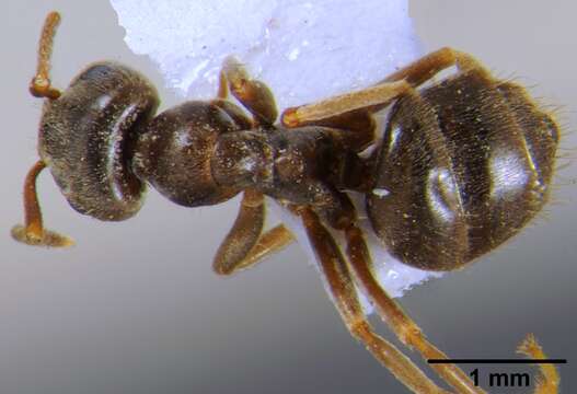 Image de Lasius