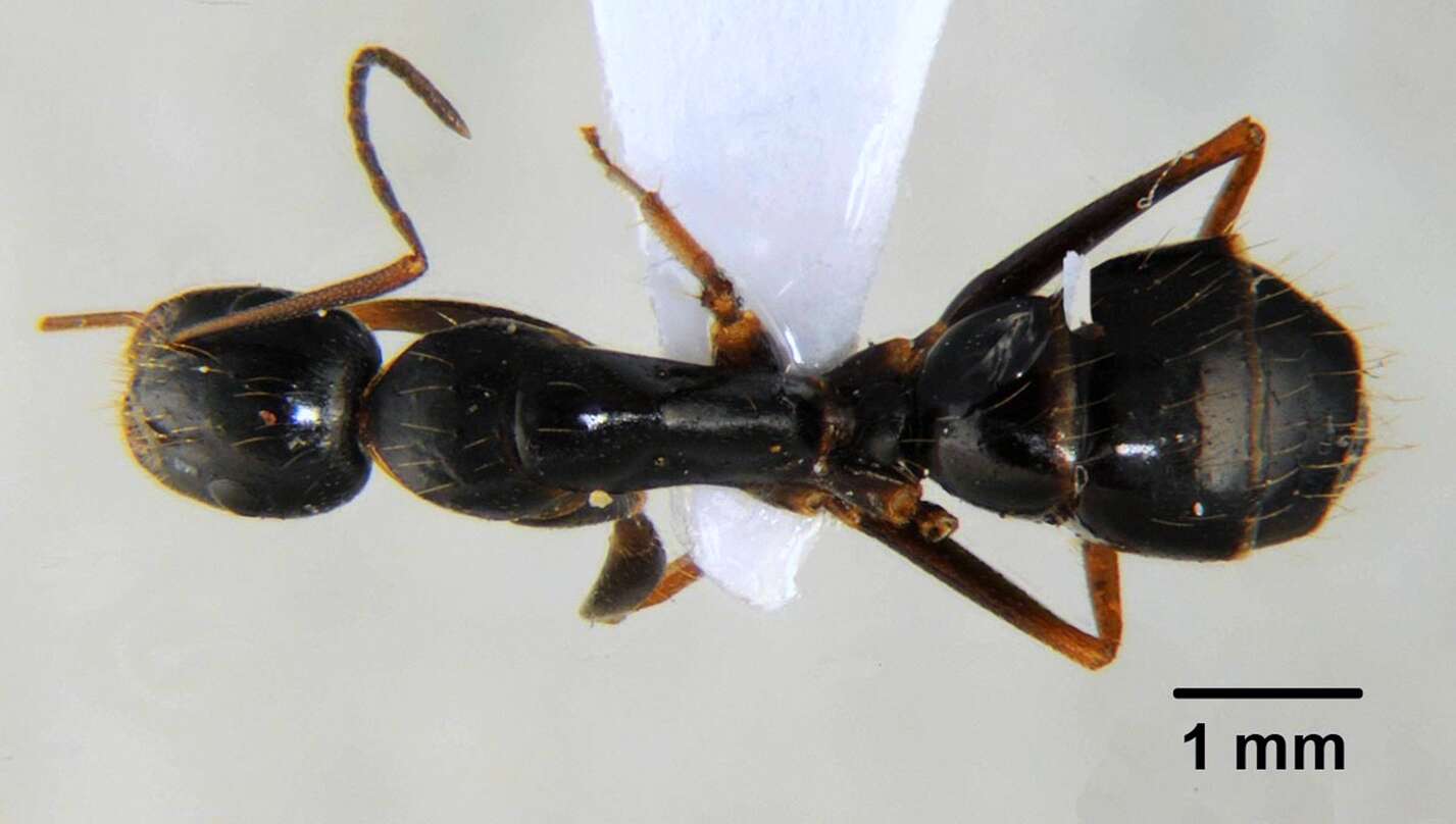 Image of Camponotus thales Forel 1910