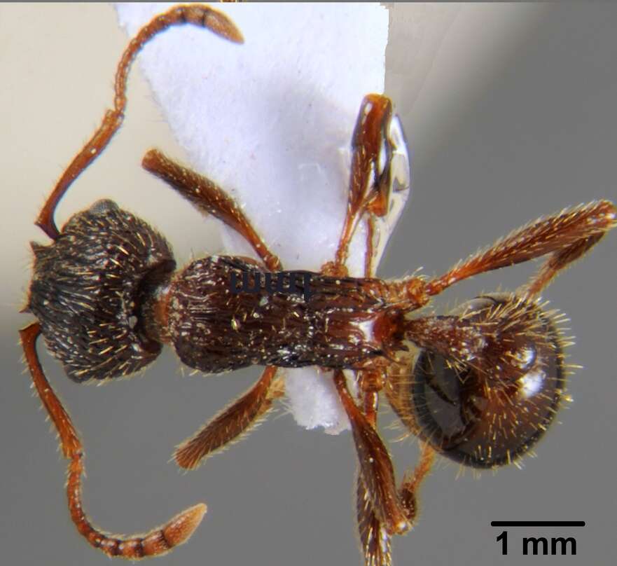 Imagem de Myrmica deplanata Emery 1921