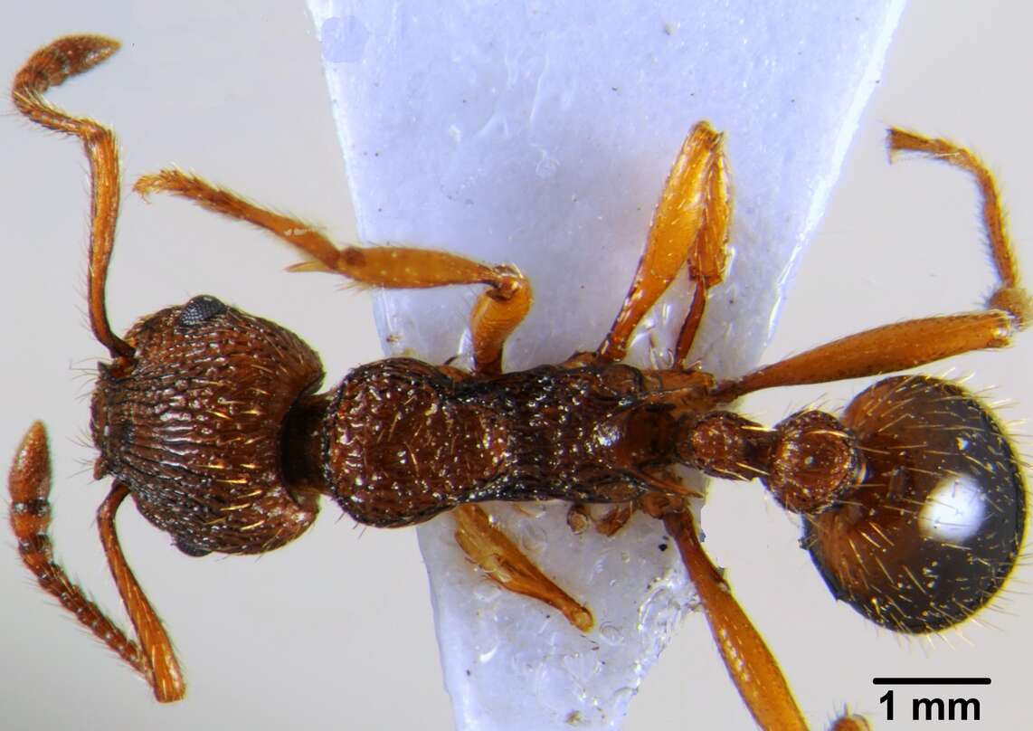 Imagem de Myrmica hellenica Finzi 1926