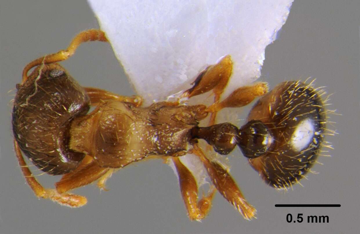 Image of Tetramorium punicum (Smith 1861)