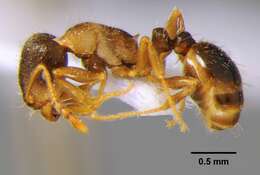 Image of Tetramorium punicum (Smith 1861)