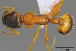 Image de Temnothorax anodontoides