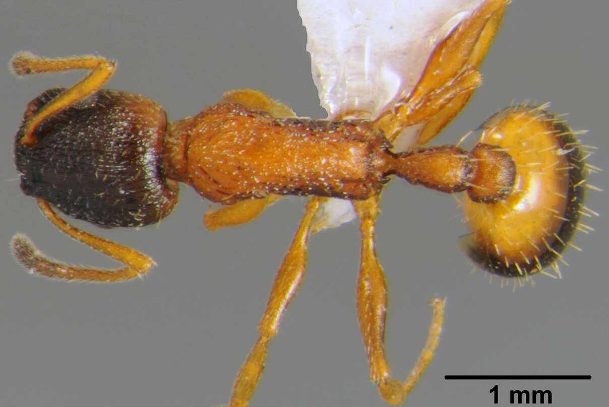 Image of Temnothorax anodontoides