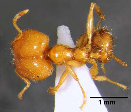 Image of Pheidole pallidula (Nylander 1849)