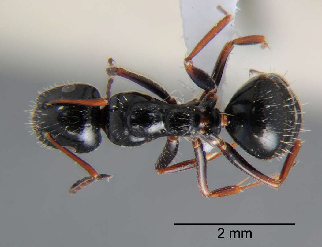 Image of Camponotus piceus (Leach 1825)