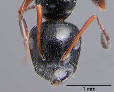 Image of Camponotus piceus (Leach 1825)