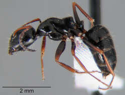 Image of Camponotus piceus (Leach 1825)