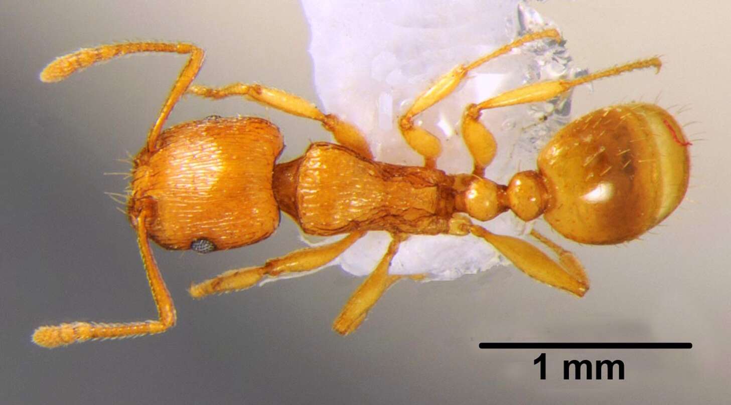 Image of Tetramorium punicum (Smith 1861)