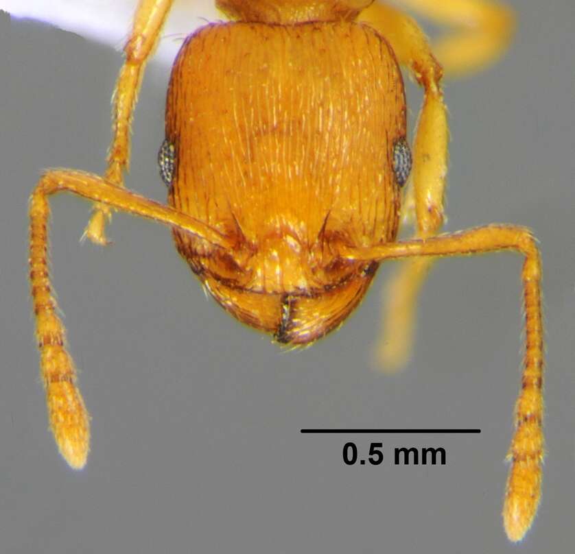 Image of Tetramorium punicum (Smith 1861)