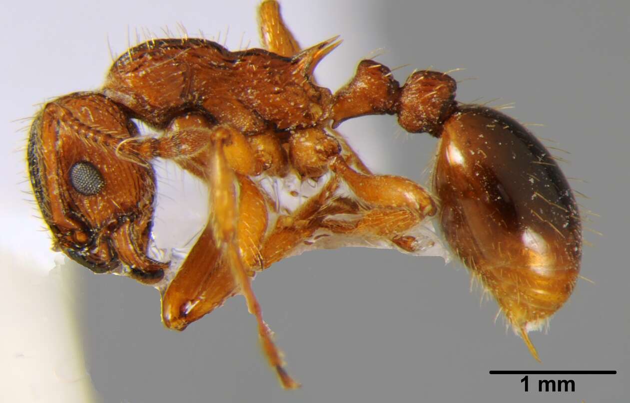 Imagem de Myrmica hellenica Finzi 1926