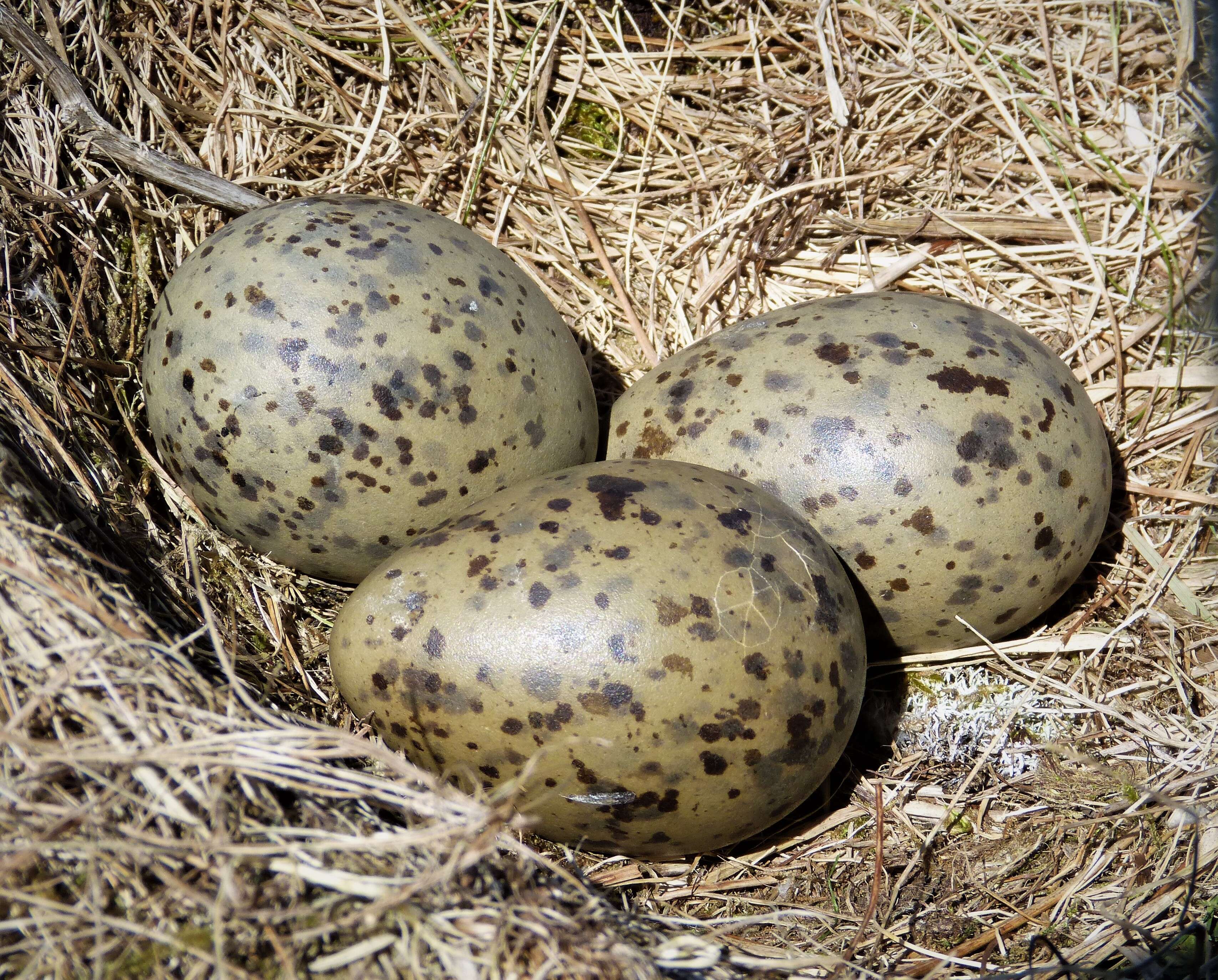 Image of Great Black-backed Gull