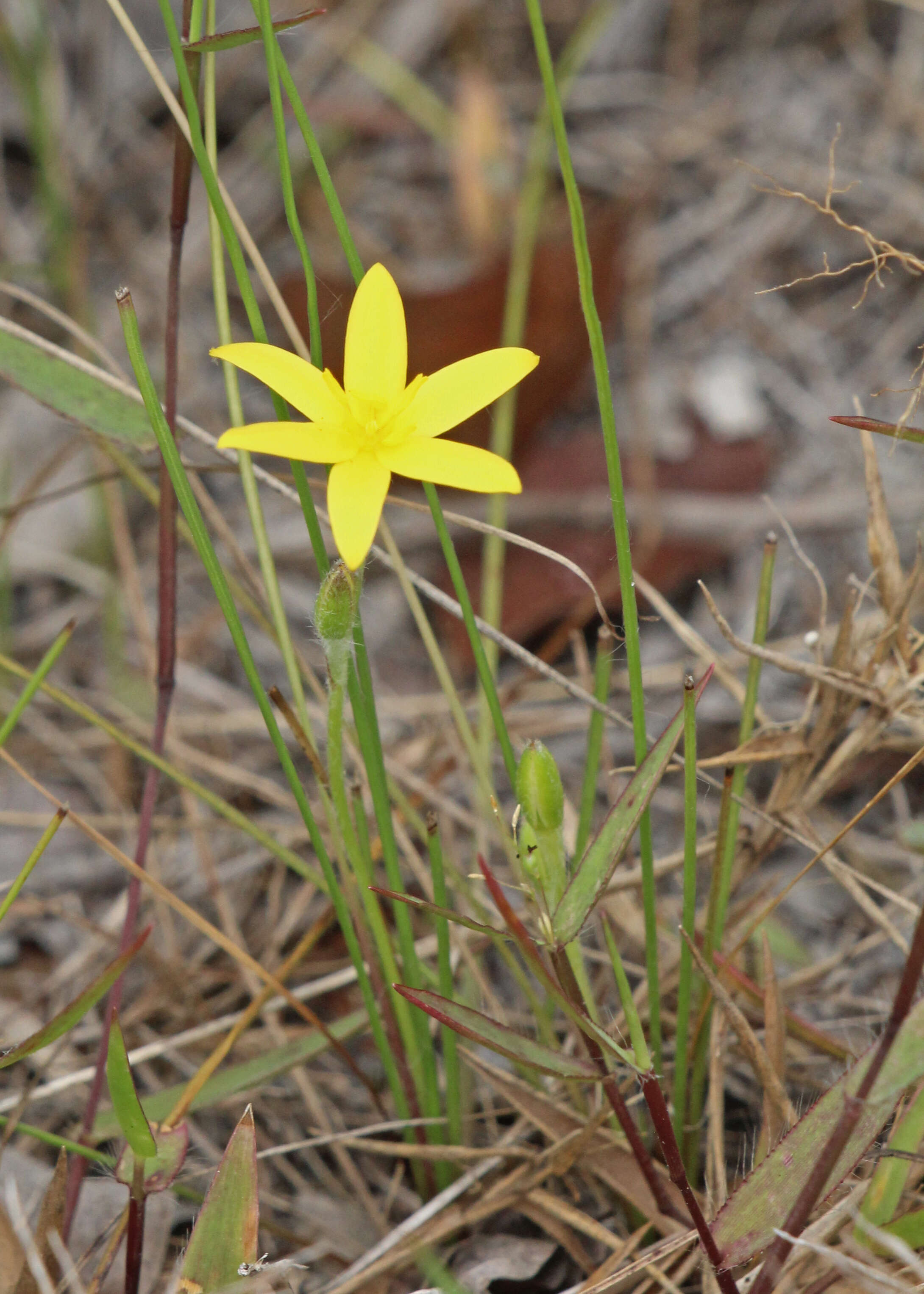 Image of fringed yellow star-grass