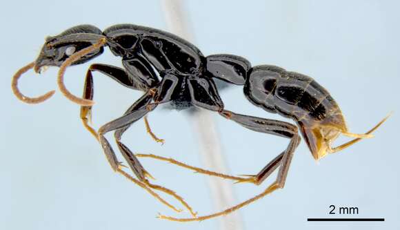 Image of Leptogenys