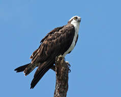 Image of ospreys