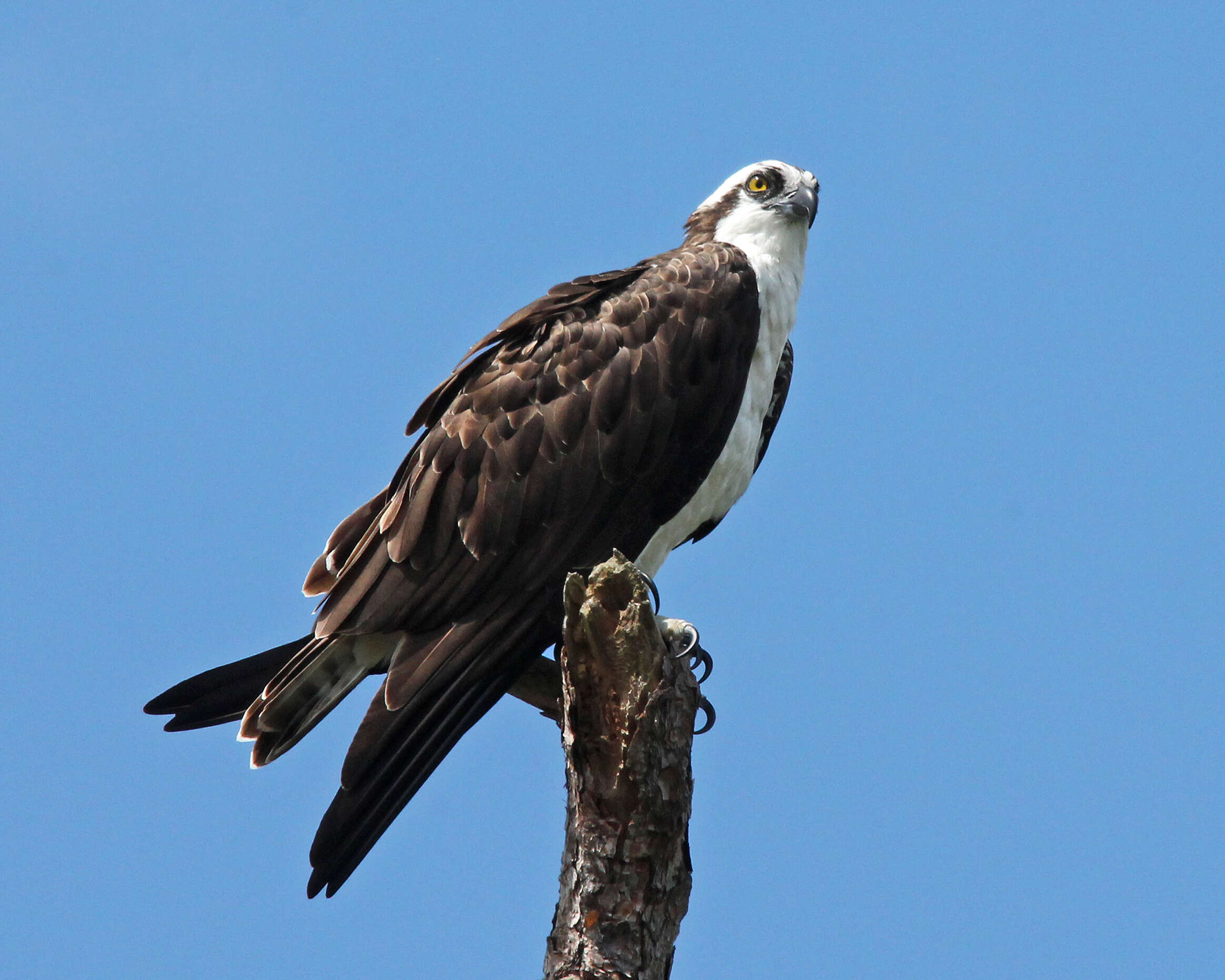 Image of ospreys