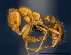 Image of Fire ant