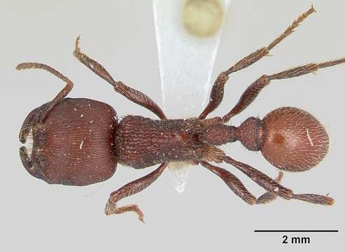 Imagem de <i>Pogonomyrmex humerotumidus</i>