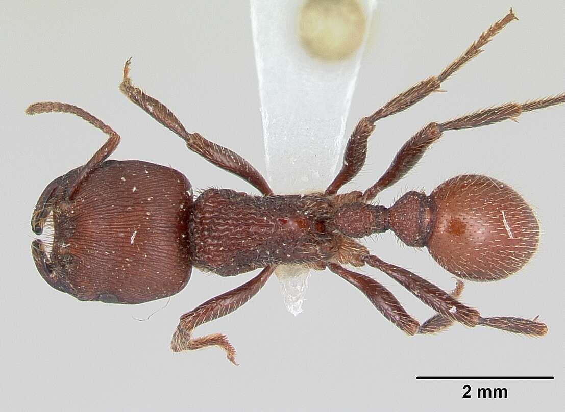 Слика од <i>Pogonomyrmex humerotumidus</i>