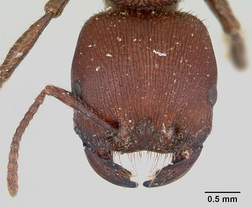 Слика од <i>Pogonomyrmex humerotumidus</i>