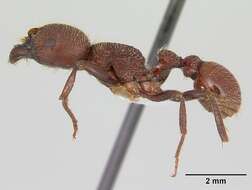 Слика од <i>Pogonomyrmex humerotumidus</i>