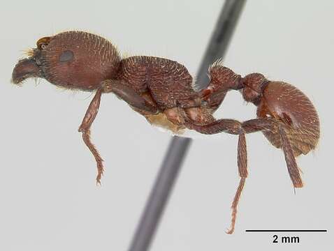 Imagem de <i>Pogonomyrmex humerotumidus</i>