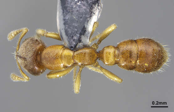 Image of Prionopelta dubia